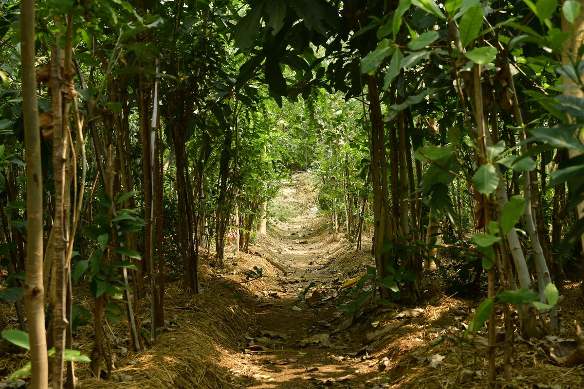 Solid Waste Management Systems (Biodegradable)